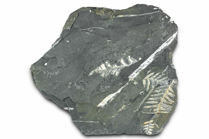 Fossil Seed Fern (Alethopteris) Plate - Pennsylvania #336319